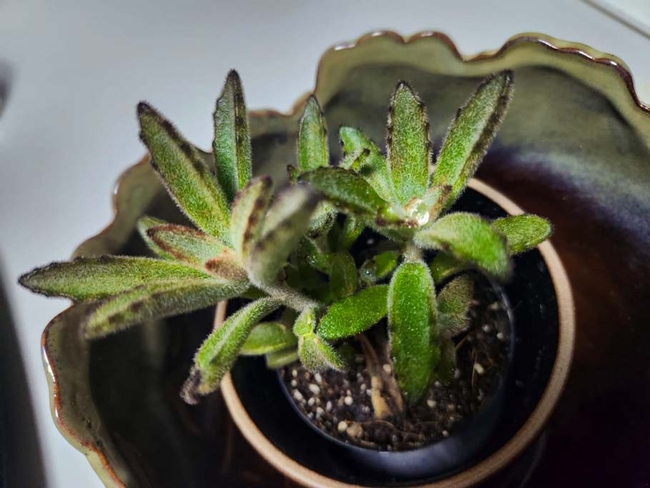 Victorious on Whites Road