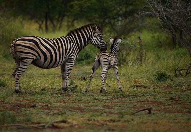 Game Viewing