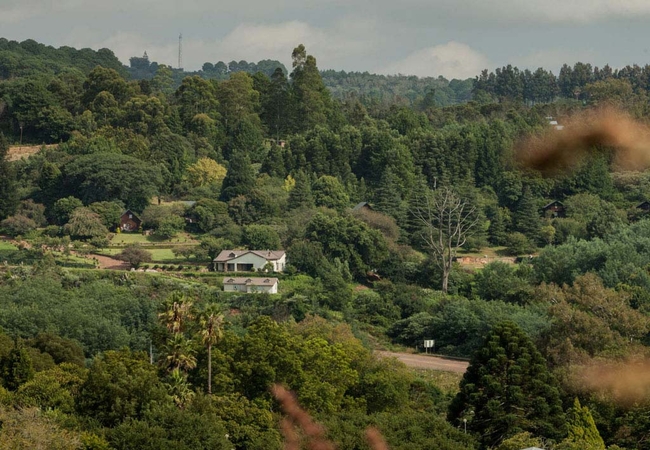 magoebaskloof canopy tours activities