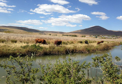 Vlei House