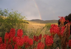 Red-hot pokers