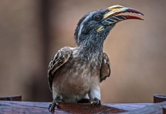 Grey billed Hornbill at warthog Lodge