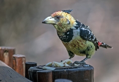 Crested Barbet at Warthog Lodge