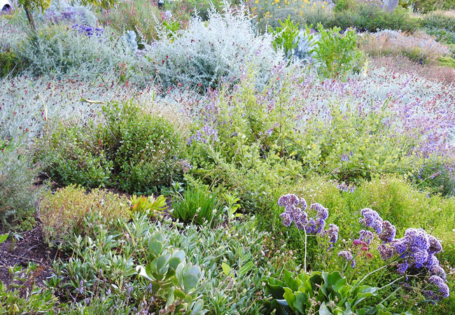 Eco Friendly Front Garden