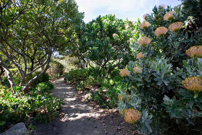 White Protea Haus