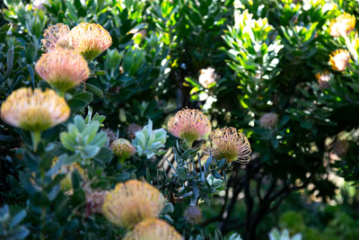 White Protea Haus