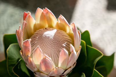 White Protea Haus