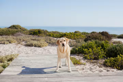 White Sands