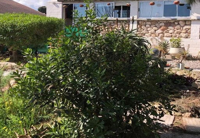 Wild Aloe Apartments