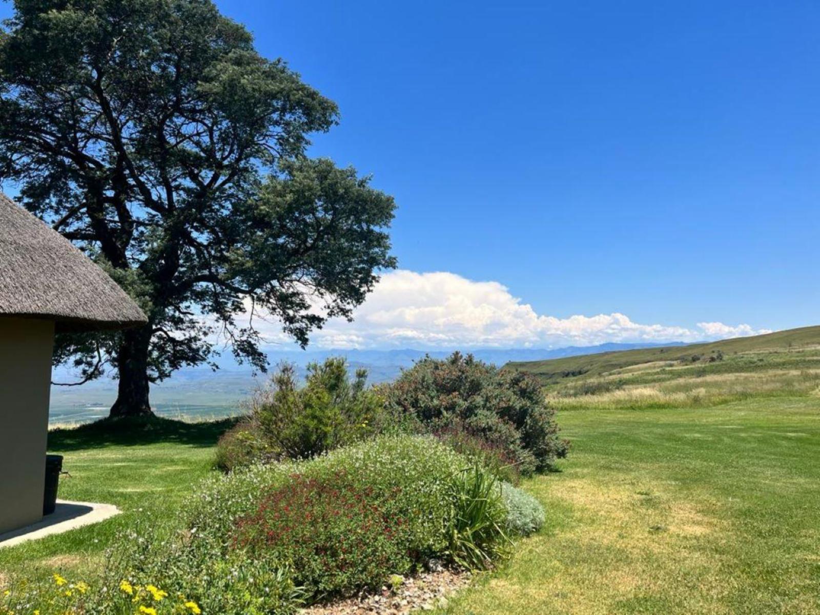 Mountain View Superior 8