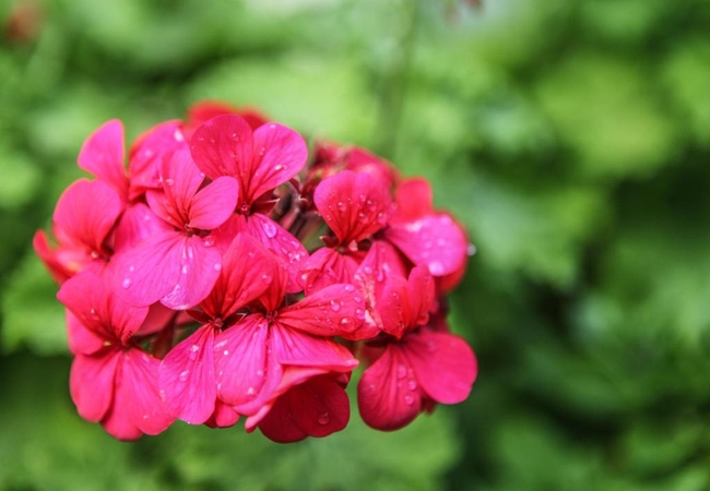 Winelands Villa Guesthouse 