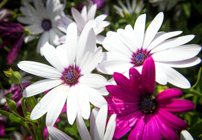 Winelands Villa Guesthouse 