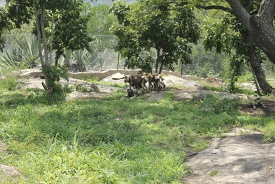 Zabini Lodge