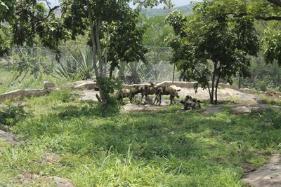 Zabini Lodge