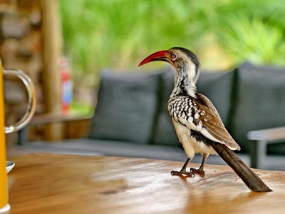 Zazu Private Bush Lodge