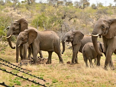 Zazu Private Bush Lodge