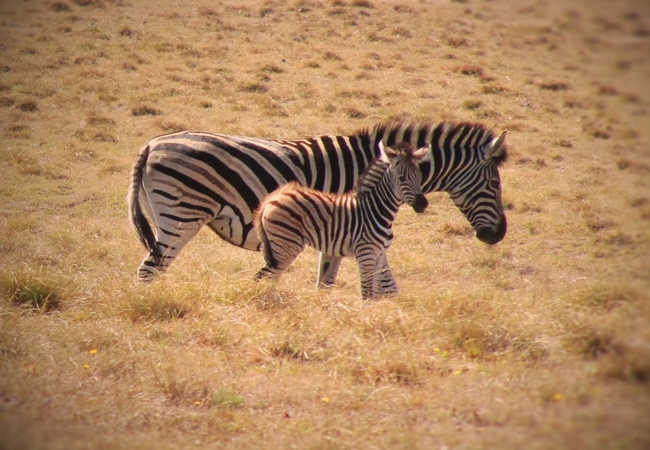 Doornbosch Game Lodge