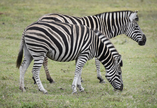 Zuurberg Mountain Village