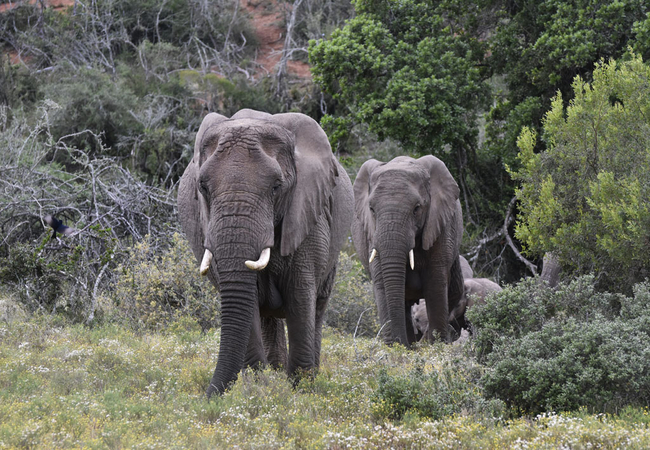 Zuurberg Mountain Village