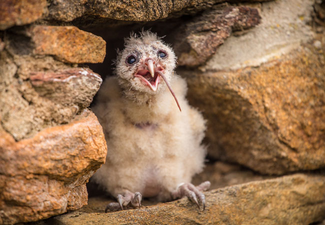 Barn Owl Tyto albq