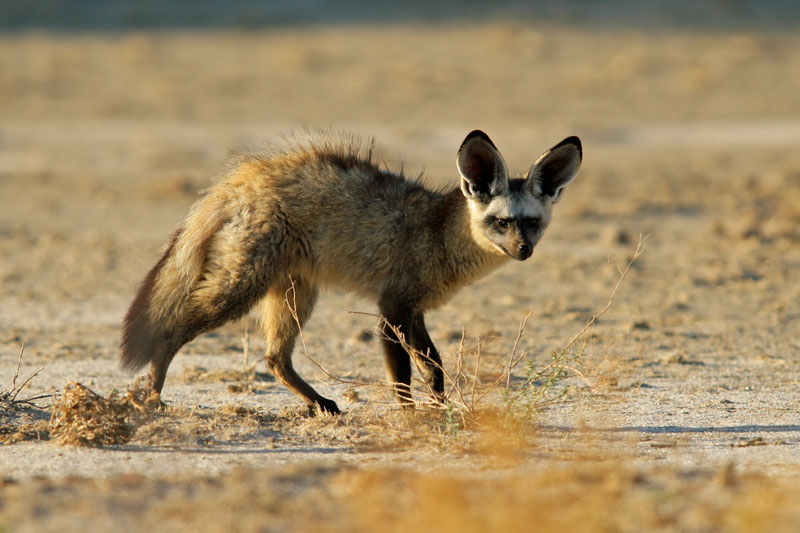Bateared Fox {Otocyon megalotis}
