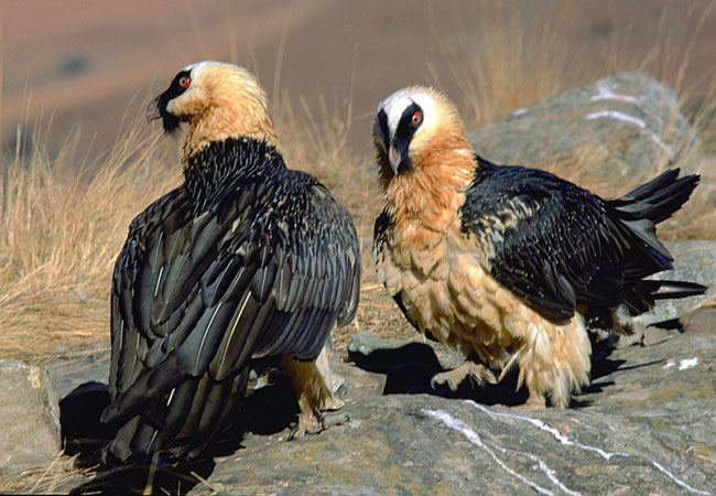 Bearded Vulture Gypaetus barbatus