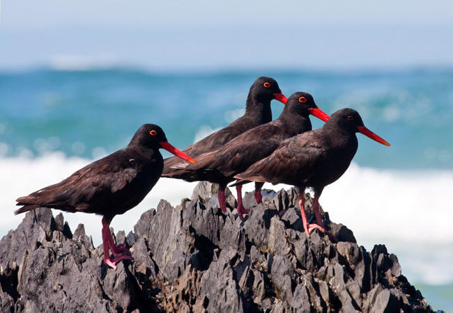 Birds Endemic to South Africa