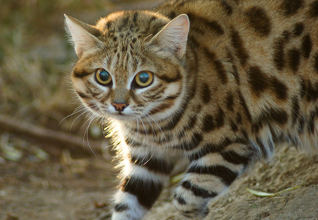 Black-footed Cat Felis nigripes