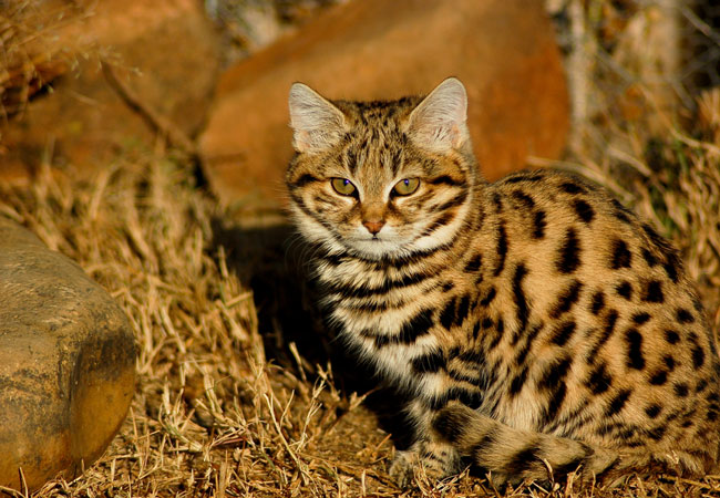 Black footed Cat Felis Nigripes 