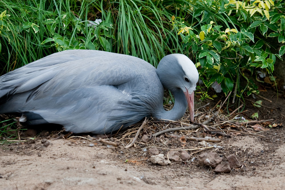 Blue Crane {Anthropoides paradisea}