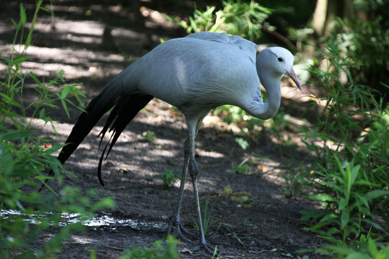 Blue Crane {Anthropoides paradisea}