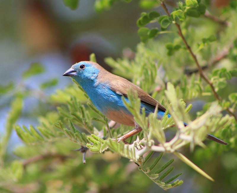Blue Waxbill {Uraeginthus angolensis}