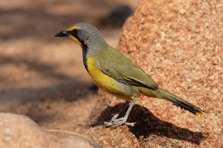 Bokmakierie Shrike {Telophorus zeylonus}