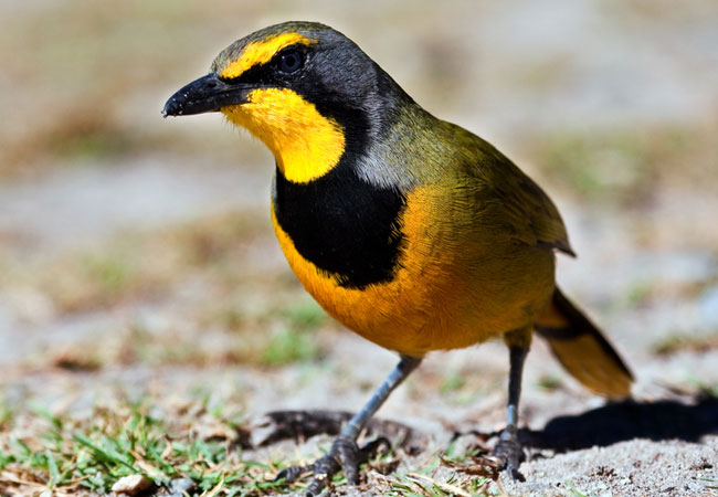 Bokmakierie Shrike {Telophorus zeylonus}