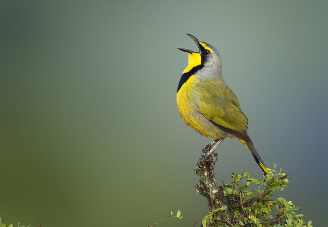 Bokmakierie Shrike {Telophorus zeylonus}