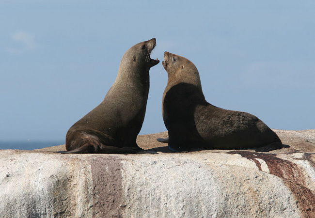 Cape Fur Seal Arctocephalus pusillus