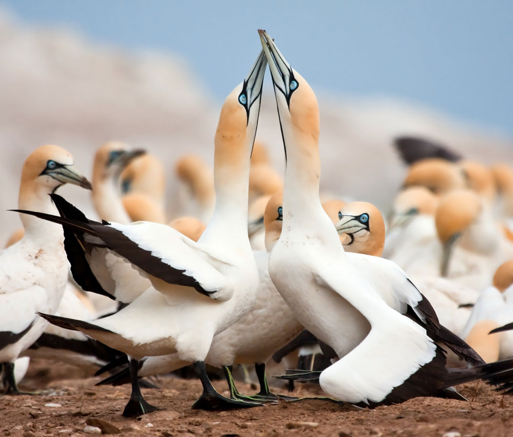 Cape Gannet Morus capensis