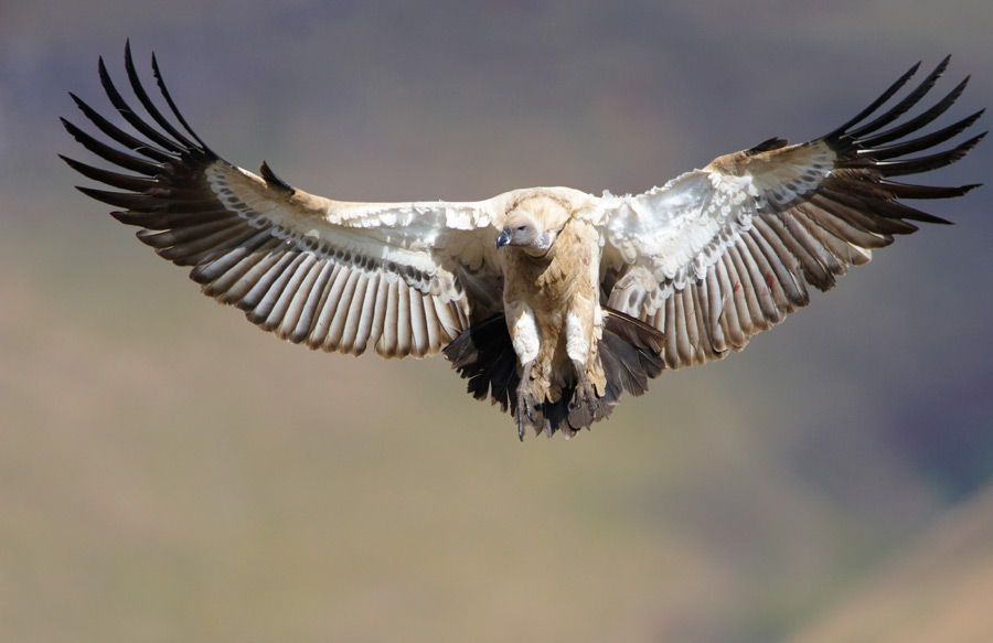 Cape Griffon Vulture {Gyps coprotheres}