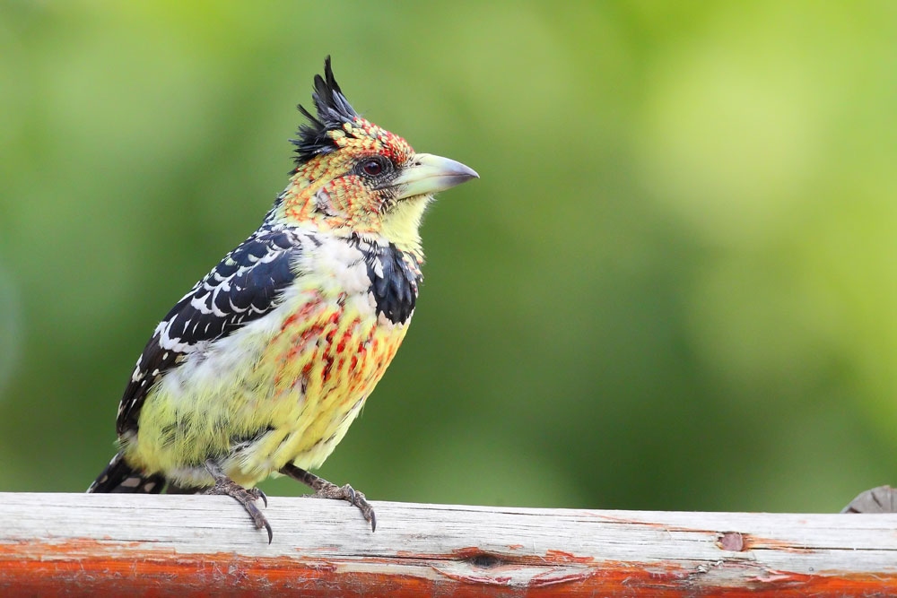 Crested Barbet {Trachyphonus vaillantii}