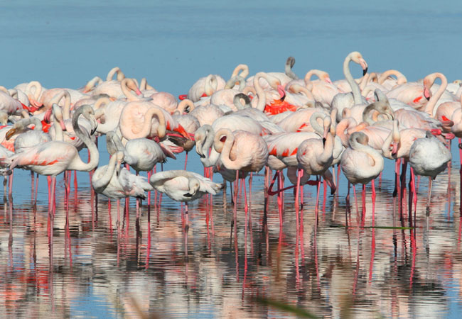Greater Flamingo Phoenicopterus roseus