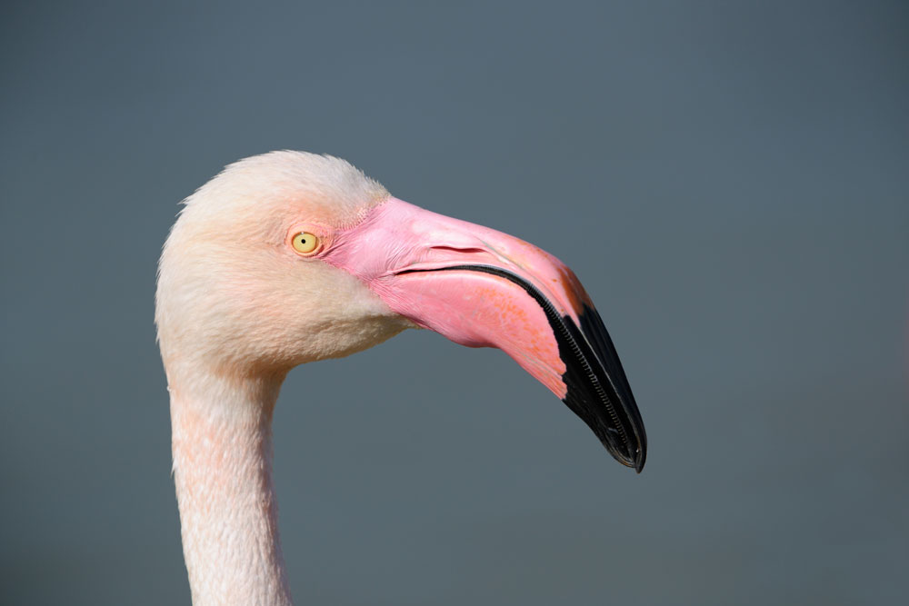 Greater Flamingo Phoenicopterus roseus