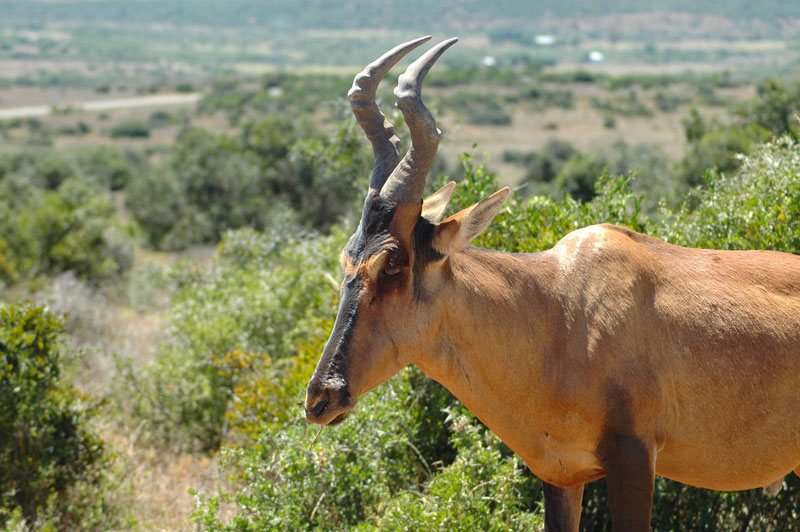 Hartebeest Alcelaphus Buselaphus