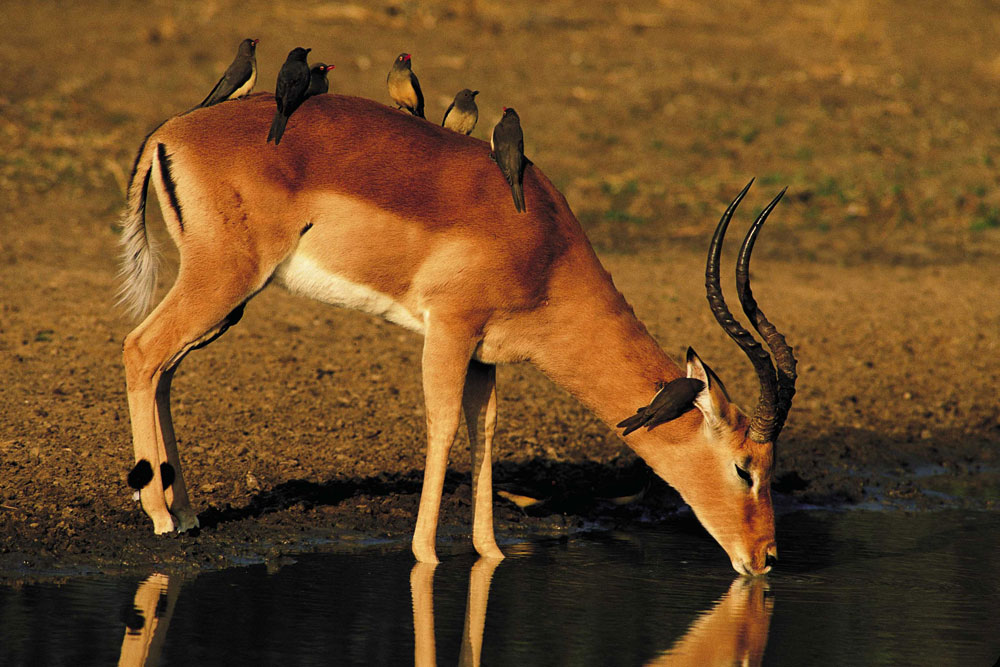 Impala {Aepyceros melampus}