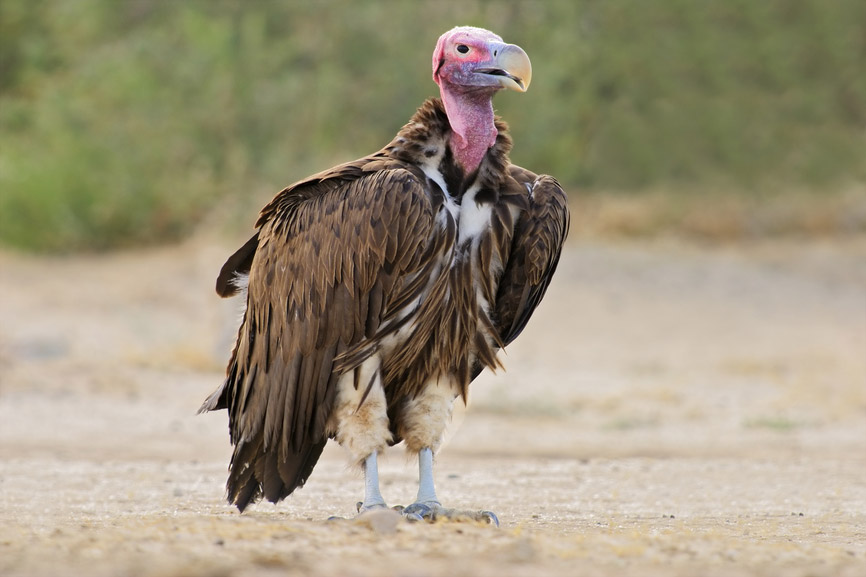 south-african-vultures