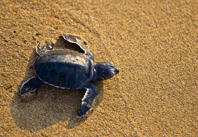 Leatherback Turtle {Dermochelys coriacea}