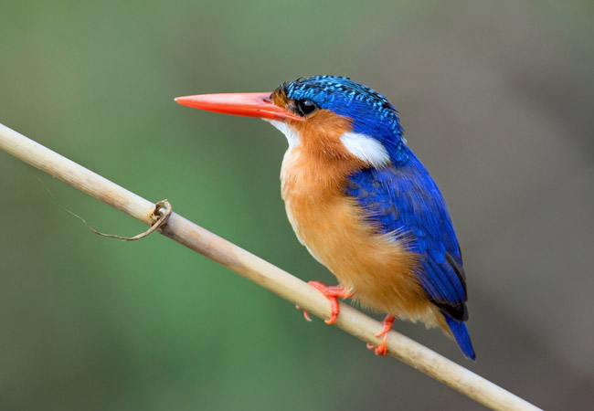Malachite Kingfisher {Alcedo cristata}