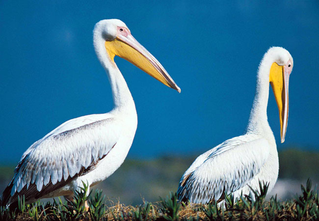 Great White Pelican Pelecanus onocrotalus