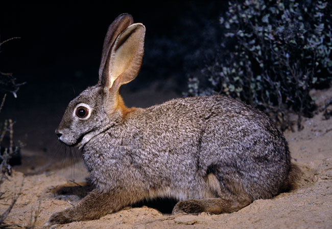 The Rare Riverine Rabbit {Bunolagus monticularis} by Tony Camacho