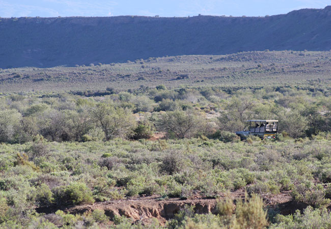 In search of the Riverine Rabbit at Sanbona Wildlife Reserve by Stefani Searle