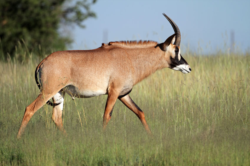 Roan Antelope Hippotragus equinus